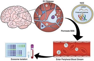 Frontiers | Developing Biomarkers Of Mild Traumatic Brain Injury ...